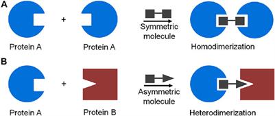 Molecular Approaches to Protein Dimerization: Opportunities for Supramolecular Chemistry